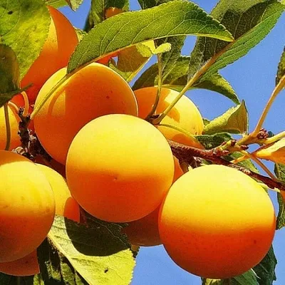 Желтая   Желтая  в Иркутске