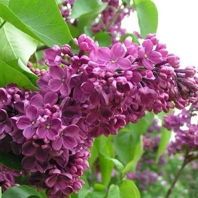 Сирень ДЕНЬ ПОБЕДЫ в Иркутске