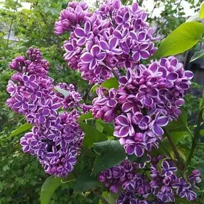 Сирень СЕНСАЦИЯ  Сирень СЕНСАЦИЯ в Иркутске