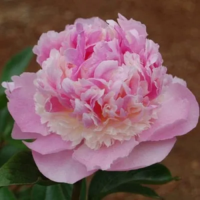 Пион ЭНДЖЕЛ ЧИКС травянистый  Пион ЭНДЖЕЛ ЧИКС травянистый в Иркутске