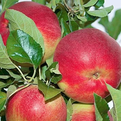 Яблоня СЕНАТОР колонновидная  Яблоня СЕНАТОР колонновидная в Иркутске