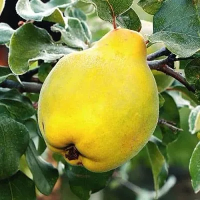 Айва РУМО  Айва РУМО в Иркутске