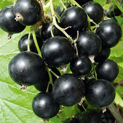 Смородина черная АРАПКА  Смородина черная АРАПКА в Иркутске