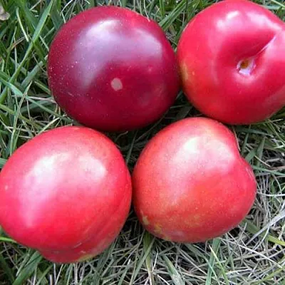 Плумкот БИРИКОККОЛО НОСТРАНО  Плумкот БИРИКОККОЛО НОСТРАНО в Иркутске