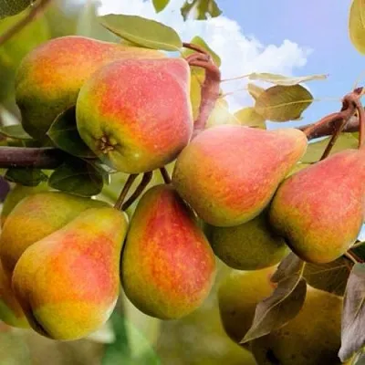 Груша ЗАБАВА в Иркутске