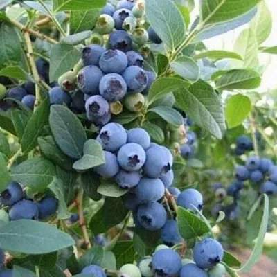 Голубика ЭЛЛИОТ  Голубика ЭЛЛИОТ в Иркутске