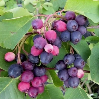 Ирга НОРТЛАЙН в Иркутске