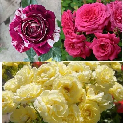 Комплект РОЗОВЫЙ АКЦЕНТ в Иркутске