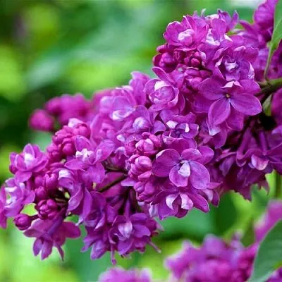 Сирень ОГНИ ДОНБАССА в Иркутске