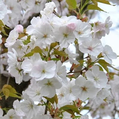 Сакура САНСЕТ БУЛЕВАРД  Сакура САНСЕТ БУЛЕВАРД в Иркутске