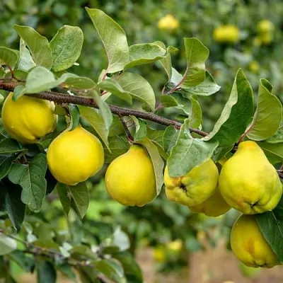 Айва ТРИУМФ  Айва ТРИУМФ в Иркутске