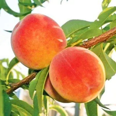 Персик ОНТАРИО — описание сорта Персик ОНТАРИО в Иркутске