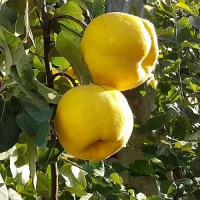 Айва МАРИЯ  Айва МАРИЯ в Иркутске