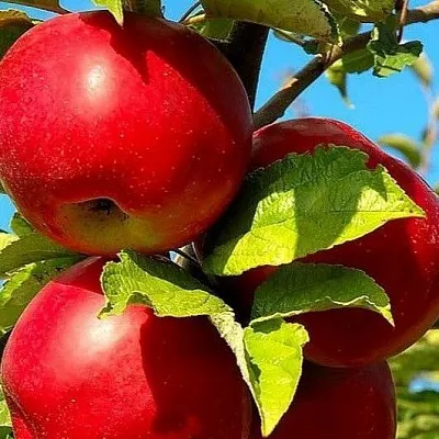 Зимние сорта в Иркутске