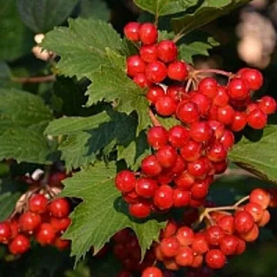 Калина в Иркутске