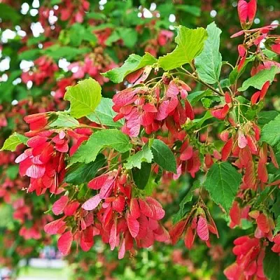 Клен татарский в Иркутске