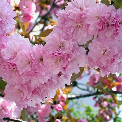 Сакура ОШИДАРЕ  Сакура ОШИДАРЕ в Иркутске