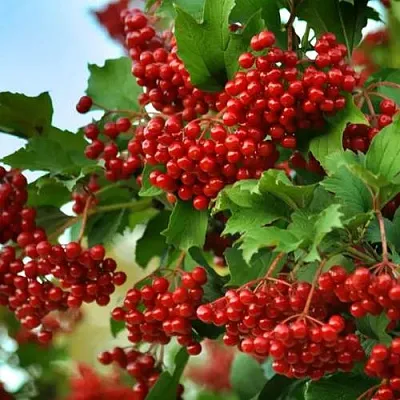 Калина ТАЕЖНЫЕ РУБИНЫ  Калина ТАЕЖНЫЕ РУБИНЫ в Иркутске