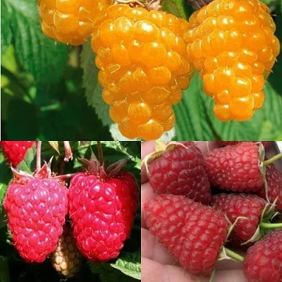 Комплект ЗОЛОТАЯ МАЛИНА в Иркутске