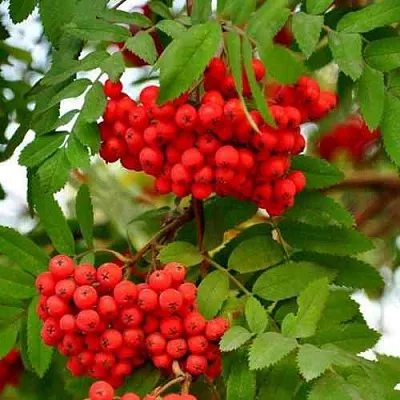 Рябина ОБЫКНОВЕННАЯ  Рябина ОБЫКНОВЕННАЯ в Иркутске