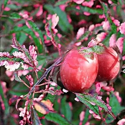 Слива декоративная ХЕССЕЙ Слива декоративная ХЕССЕЙ