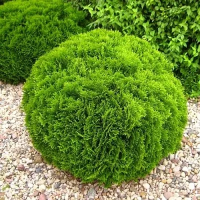 Туя ДАНИКА западная в Иркутске