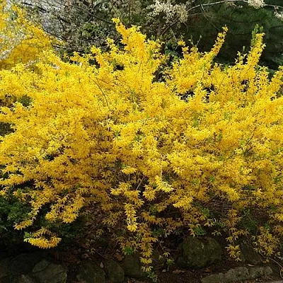 Форзиция ГОЛДЗАУБЕР средняя в Иркутске