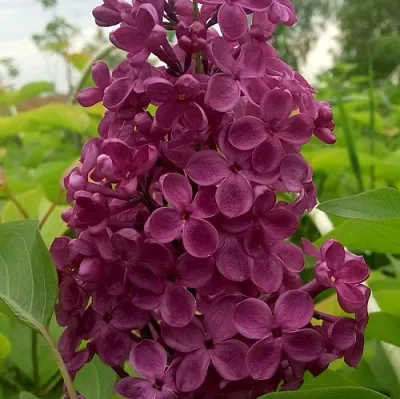 Сирень ИНДИЯ в Иркутске