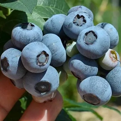 Голубика НЕЛЬСОН  Голубика НЕЛЬСОН в Иркутске