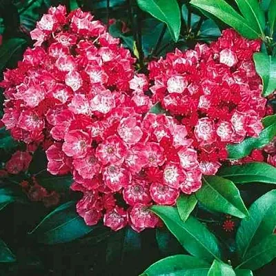 Кальмия КАРДИНАЛ  Кальмия КАРДИНАЛ в Иркутске