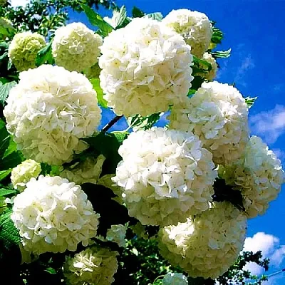 Калина БУЛЬДЕНЕЖ  Калина БУЛЬДЕНЕЖ в Иркутске