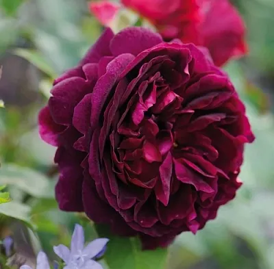 Саженцы роз МАНСТЕД ВУД английская  Саженцы роз МАНСТЕД ВУД английская в Иркутске