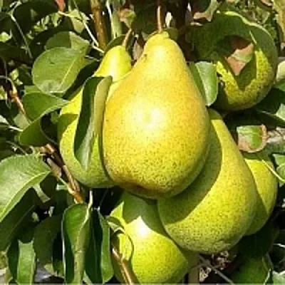 Груша ПАТЕН (ГЛУБОКСКАЯ) в Иркутске