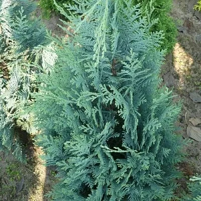 Кипарисовик КОЛУМНАРИС лавсона  Кипарисовик КОЛУМНАРИС лавсона в Иркутске