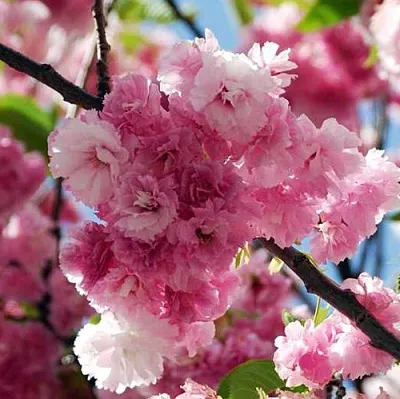 Сакура ПИНК ПЕРФЕКШН  Сакура ПИНК ПЕРФЕКШН в Иркутске