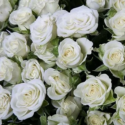 Саженцы роз СНОУФЛЕЙК спрей в Иркутске