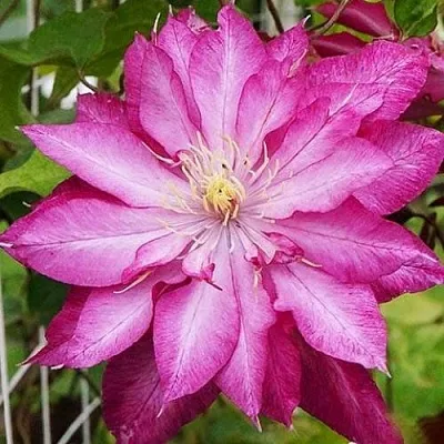 Клематис КАЕН в Иркутске