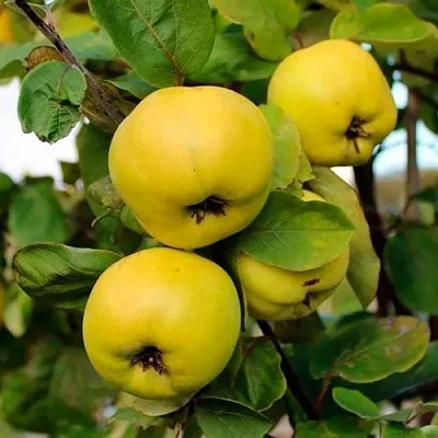 Айва ЯБЛОКОВИДНАЯ  Айва ЯБЛОКОВИДНАЯ в Иркутске