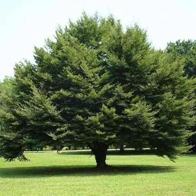 Бук обыкновенный в Иркутске