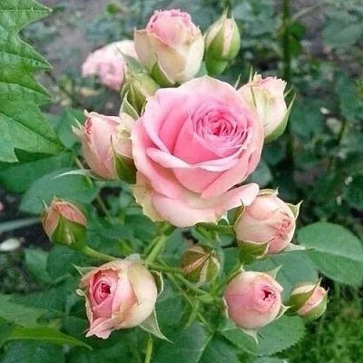 Саженцы роз МИМИ ЭДЕН спрей в Иркутске