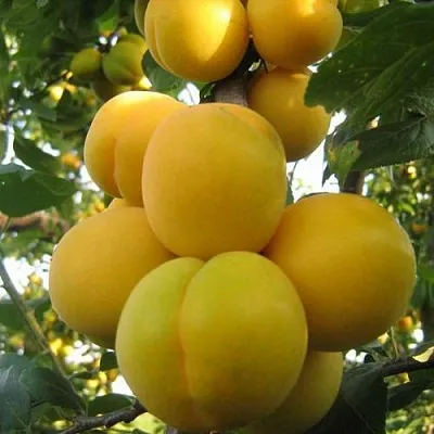 Слива ЛОДВА  Слива ЛОДВА в Иркутске