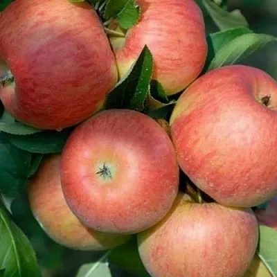 Яблоня ТОПАЗ в Иркутске