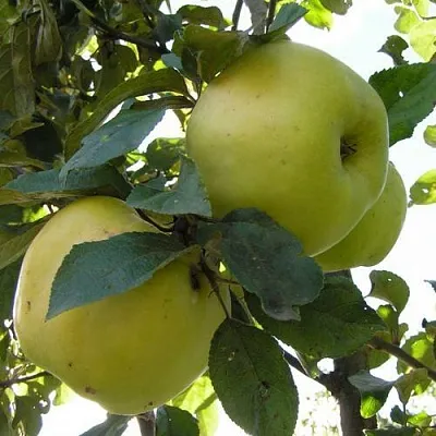 Яблоня Антоновка Обыкновенная в Иркутске