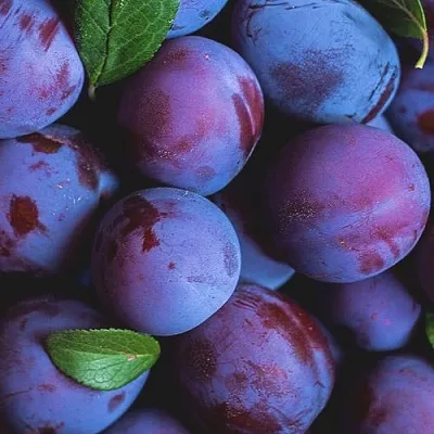 Слива в Иркутске