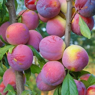 Слива КОЛОННОВИДНАЯ  Слива КОЛОННОВИДНАЯ в Иркутске