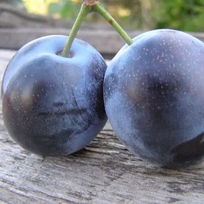 Слива БЛЮФРИ  Слива БЛЮФРИ в Иркутске