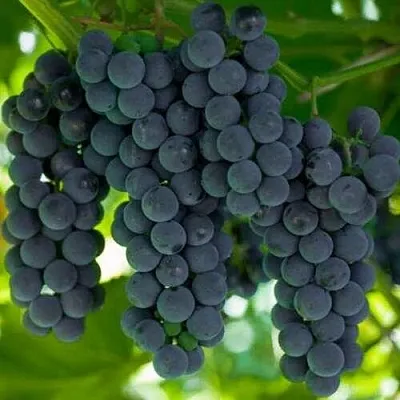 Саженцы винограда Кэмпбелл Эрли