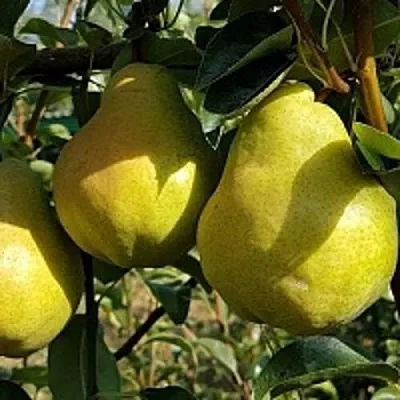 Груша СОКРОВИЩЕ в Иркутске