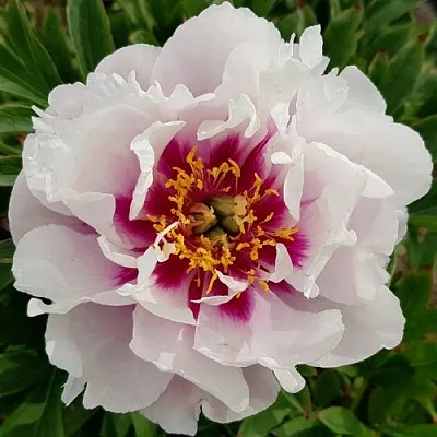 саженцы пиона