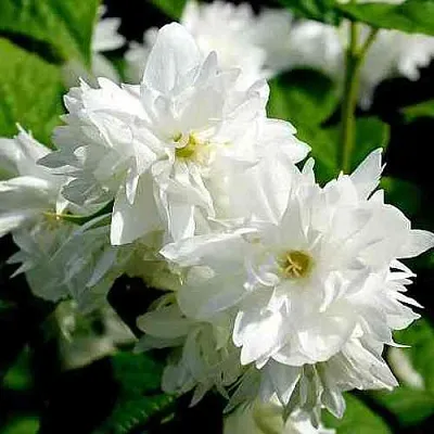 Жасмин ДАМ БЛАНШ  Жасмин ДАМ БЛАНШ в Иркутске